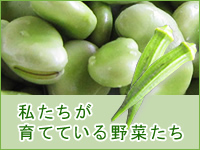 私たちが育てている野菜たち